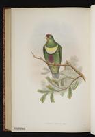 White-bibbed Fruit Dove plate 58