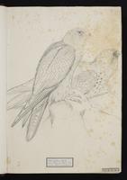 Falco hypoleucos, Gould