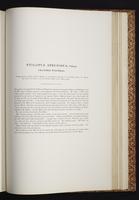 The birds of New Guinea, 1:350