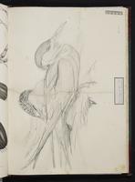 Thalasseus pelicanoides