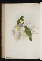 Yellow-bibbed Fruit Dove plate 57