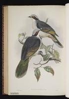 Red-eared Fruit Dove plate 56