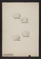 1. Strepera arguta. 2. S. anaphonensis (eggs)
