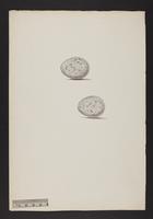 Tinnunculus cenchroides ? (eggs)