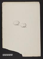 Entomyza cyanotis (eggs)