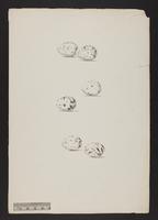 1. Colluriocincla brunnea. 2, C. rufoventris. 3. C. harmonica. (eggs)