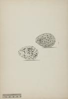 Oedicnemus grallarius (eggs)