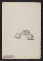 Gymnorhina propinqua (eggs)