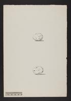 Eurostopodus guttatus; E. albogularis. (eggs)