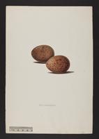 Falco melanogenys (eggs)