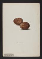 Falco melanogenys (eggs)