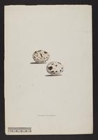 Corcorax leucopterus (eggs)