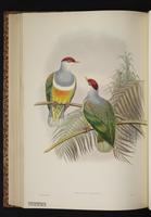 Wallace's Fruit Dove plate 55