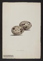 Esacus magnirostris (eggs)