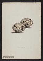Esacus magnirostris (eggs)