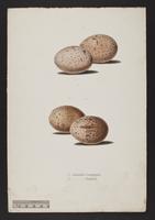 1. Ieracidea occidentalis. 2. I. berigora. (eggs)