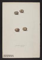 1. Pomatorhinus superciliosus. 2. P. temporalis. (eggs)