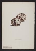 Pandion leucocephalus (eggs)