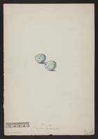 Turdus musicus (eggs)