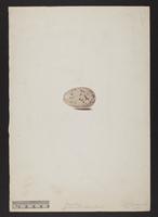 Gallinula chloropus (egg)