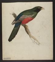 Trogon massena