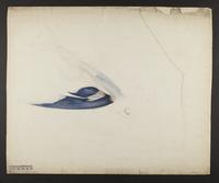 non-ornithological Flying fish