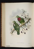 White-headed Fruit Dove plate 54