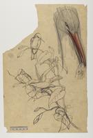 1) Oreopyra cinereicauda; 2) Ciconia alba