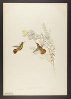 Heliopaedica xantusi