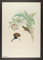 Campylopterus lazulus