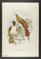 Paradisea minor (young male and female)