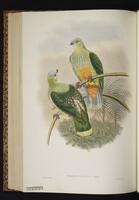 Silver-capped Fruit Dove plate 53