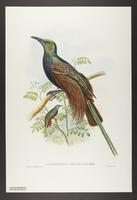 Ianthothorax benzbachi