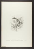 Loboparadisea sericea