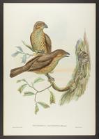 Tectonornis dentirostris