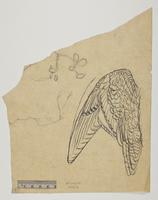 Unidentified bird drawing