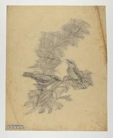 Phyllopneuste rufa / P. trochilus ?