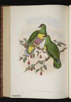 Yellow-bibbed Fruit Dove plate 52