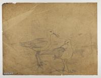 Unidentified Tringa sp. ? Snipe ?