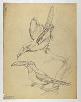 Unidentified Pteroglossus sp. ?