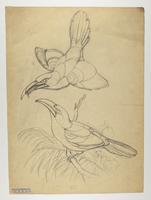 Unidentified Pteroglossus sp. ?