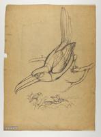 Unidentified pteroglossus sp.?