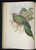 Philippine trogon plate 4