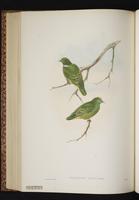 Dwarf Fruit Dove plate 51