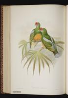 Knob-billed Fruit Dove plate 50