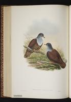 Bronze Ground Dove plate 49
