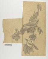 Phyllopneuste sibilatrix