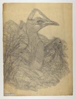 Casuarius picticollis