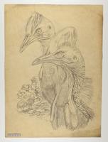 Casuarius bicarunculatus