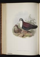 Purple Ground Dove plate 48